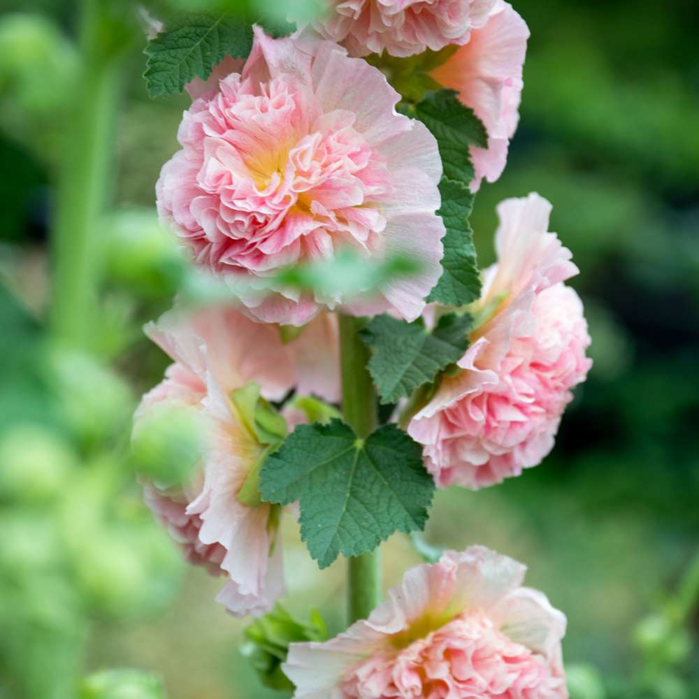Stokrose 'Peaches & Dreams'